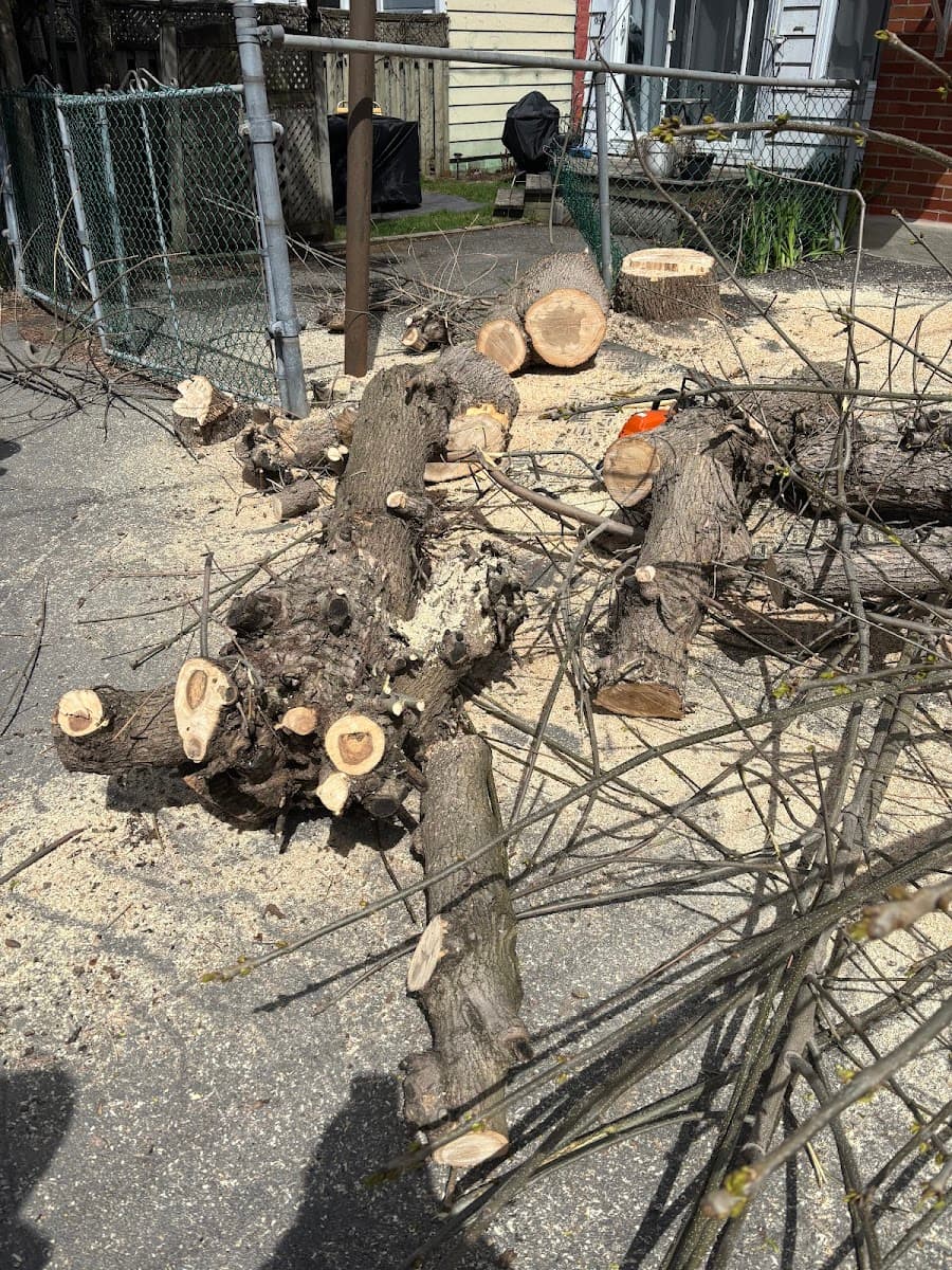 Service D'arbres Marco — Laval