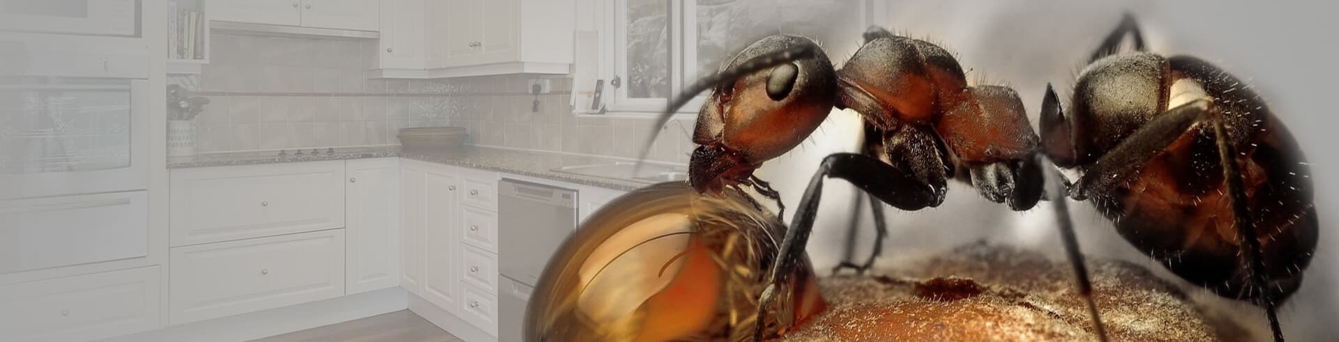 A Extermination Rive Sud — Longueuil