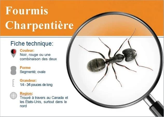 Exterminateur Jérômien de Saint-Jérôme Eng Les Experts des Laurentides en Extermination — Mirabel