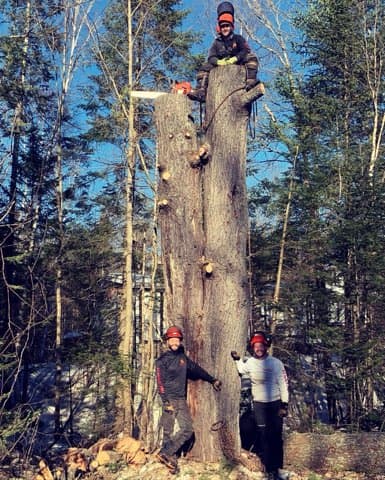 Élagage JM et abattage d arbre — Saint-Jérôme