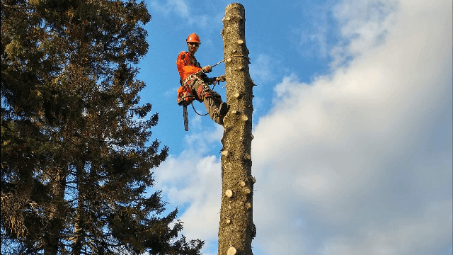 Coupe d’arbres Saguenay — Saguenay