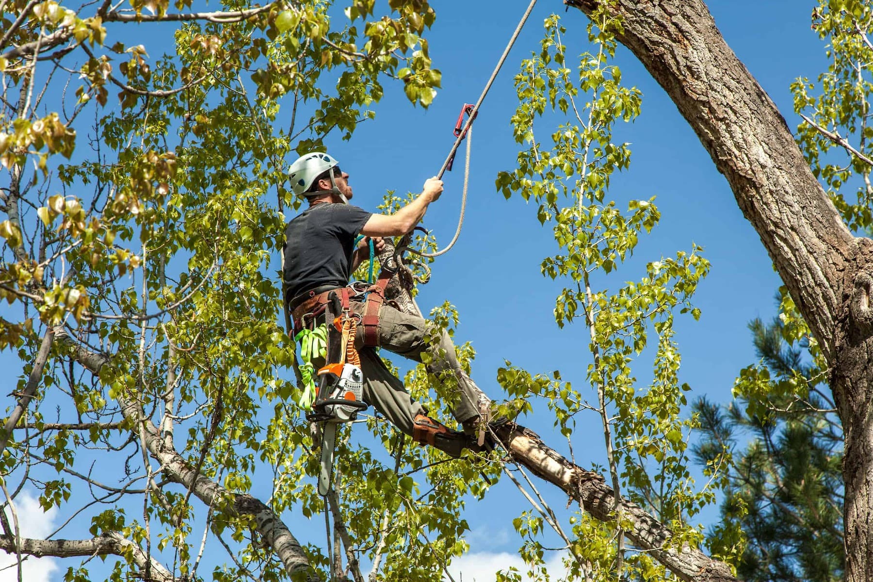 Quebec Pruning—Tree Services — Québec