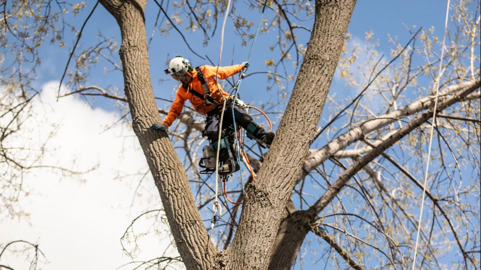 Élagueurs Arbor Inc — arboriculteur à Granby
