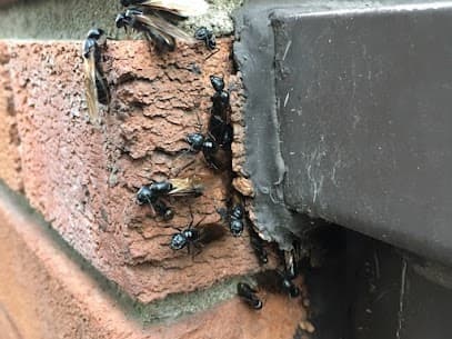 BUDGET EXTERMINATION Gestión Parasitaire — Longueuil