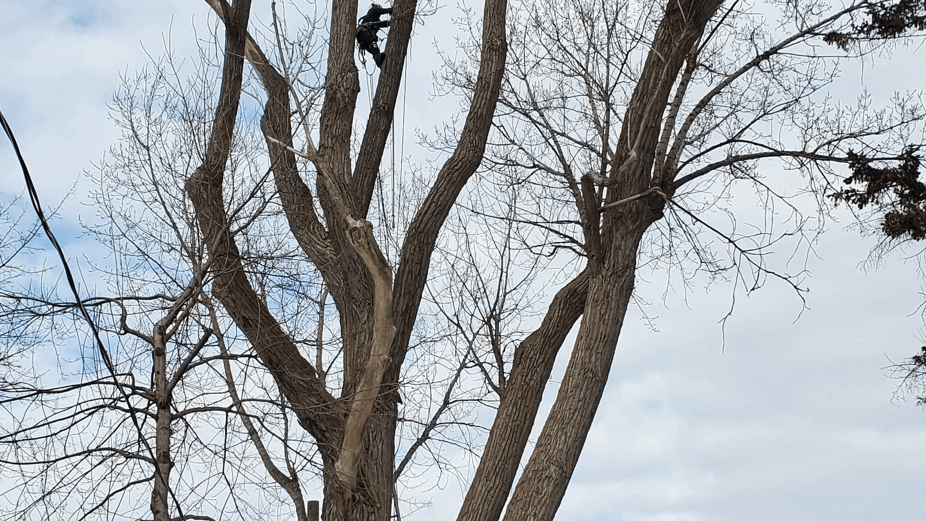 Safe-T-Tree — Montréal