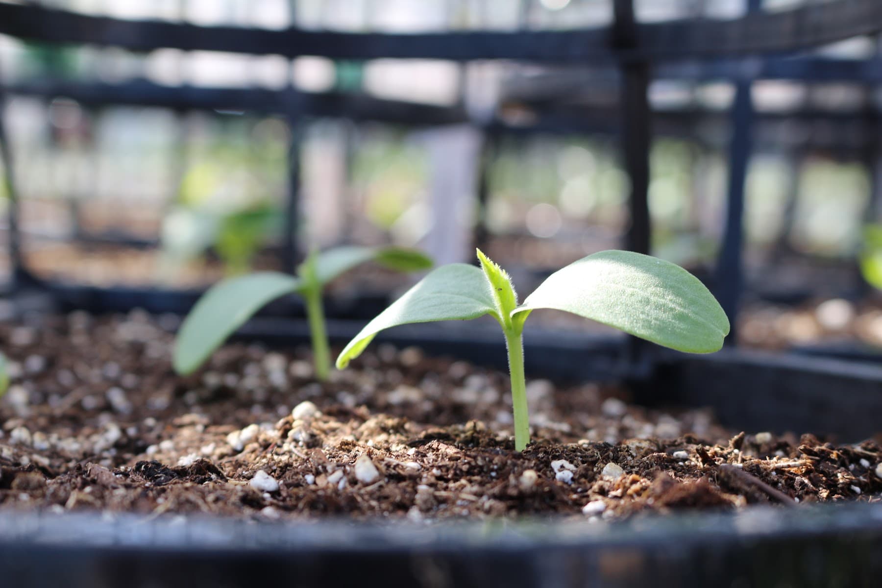 Centre horticole Foliflor — aménagement paysager à Drummondville