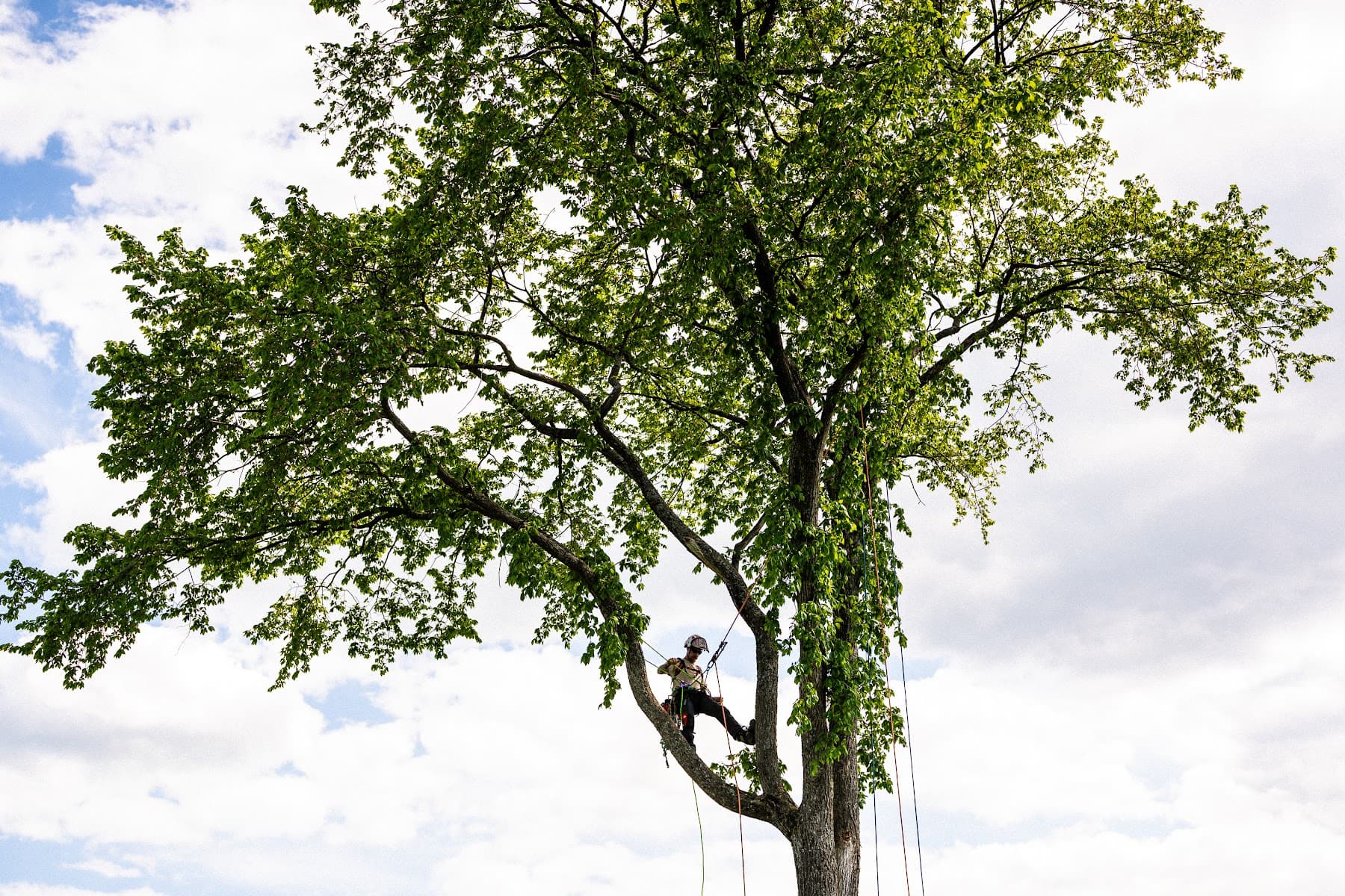 Jacer Arboriculture — Granby