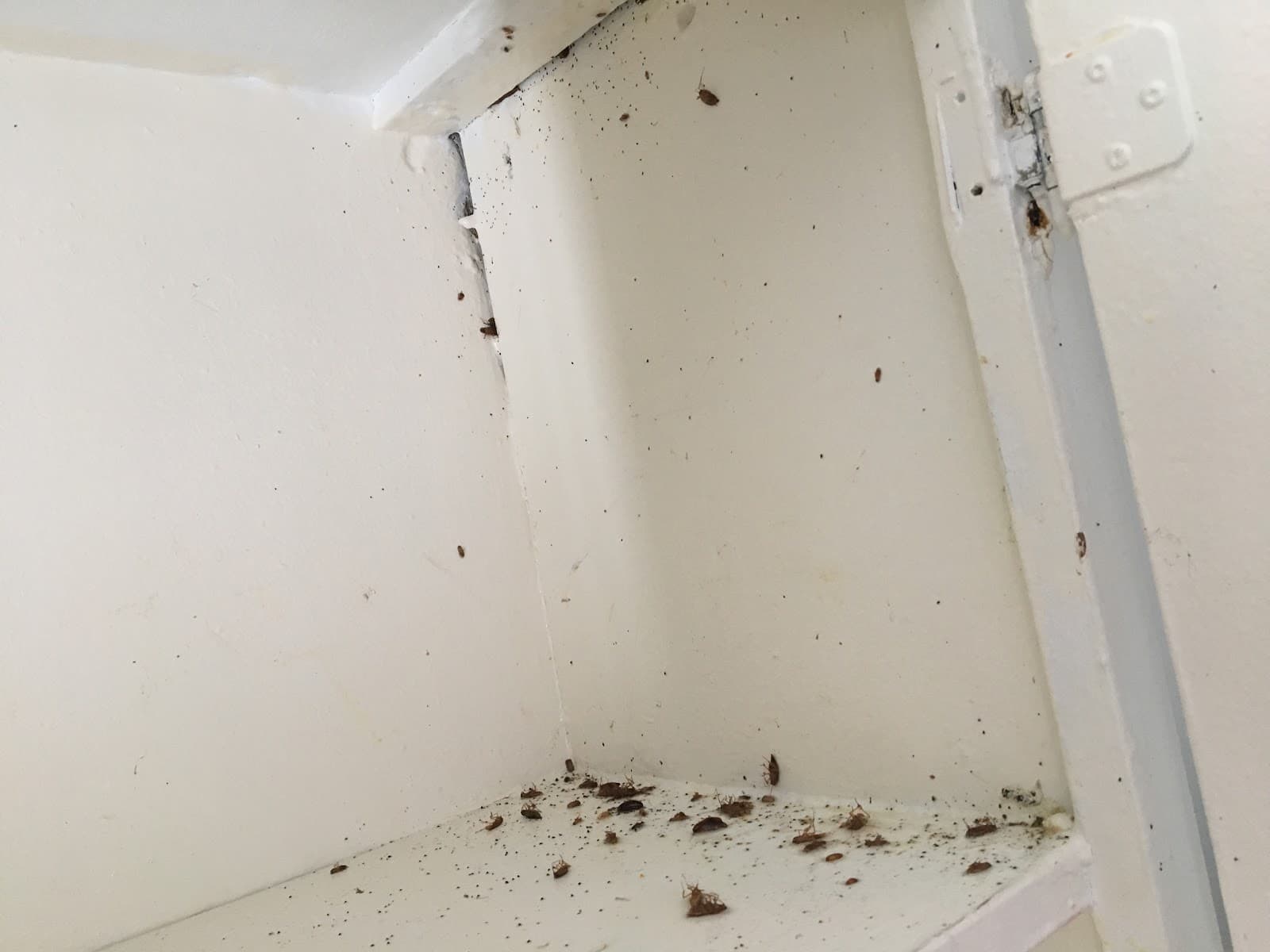 Guylaine Tremblay Extermination Inc. — Saint-Jean-sur-Richelieu