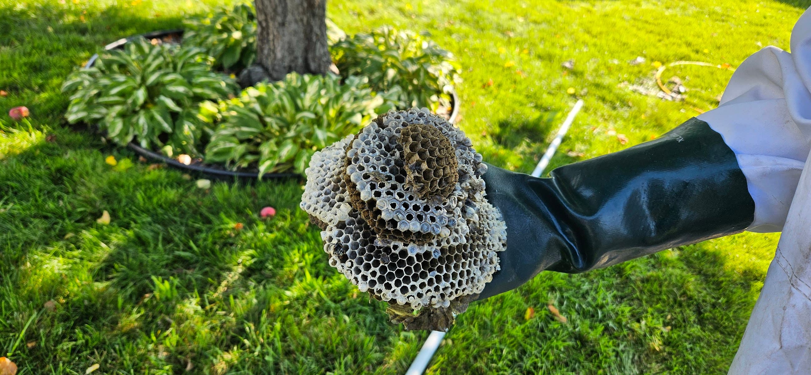 À Bas Prix Extermination : Exterminateur Laval — Laval