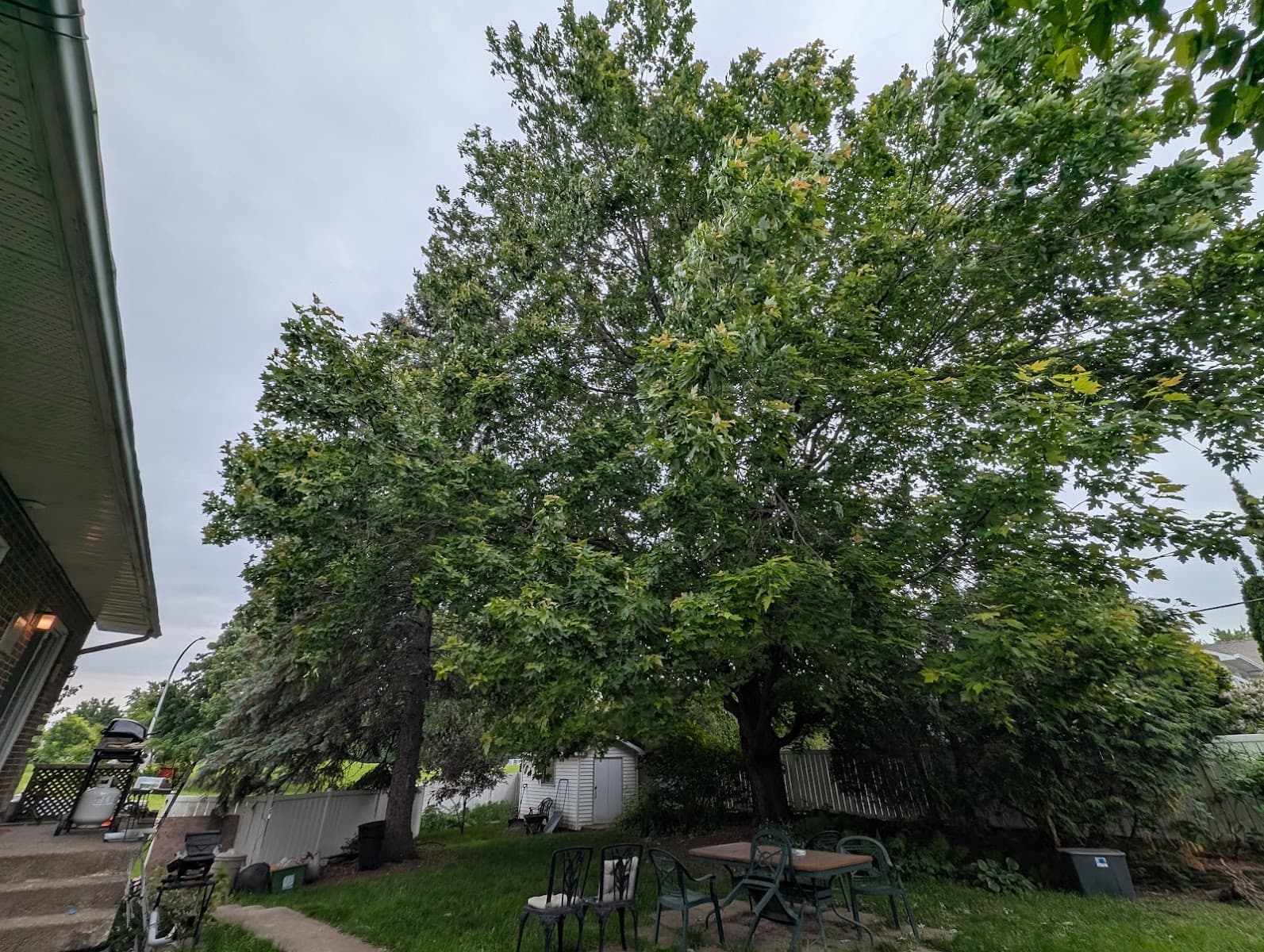 Services d'arbres Boucherville — Longueuil