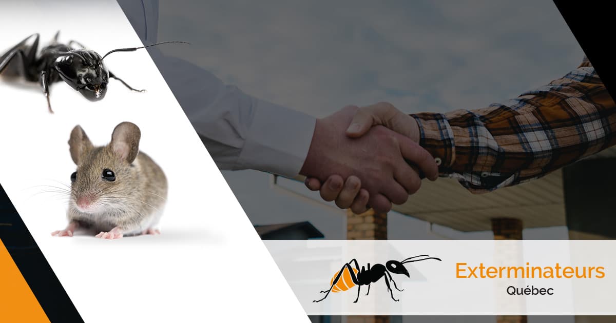 Eradik Extermination — Lévis