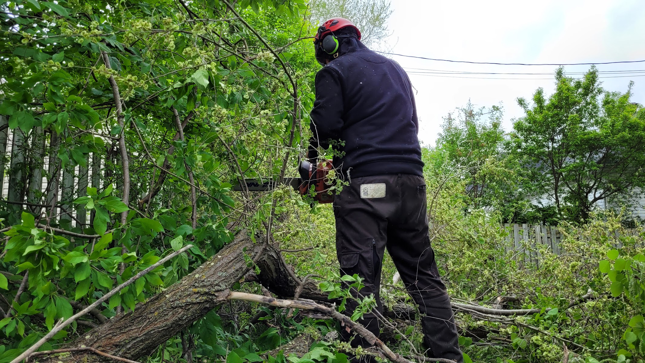 Tree2cut — Gatineau