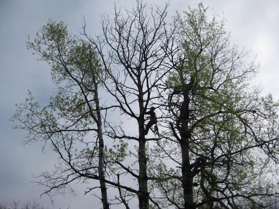 PC Déboisement - Élagueur Abattage d'arbres, Services d'arbres — arboriculteur en Estrie
