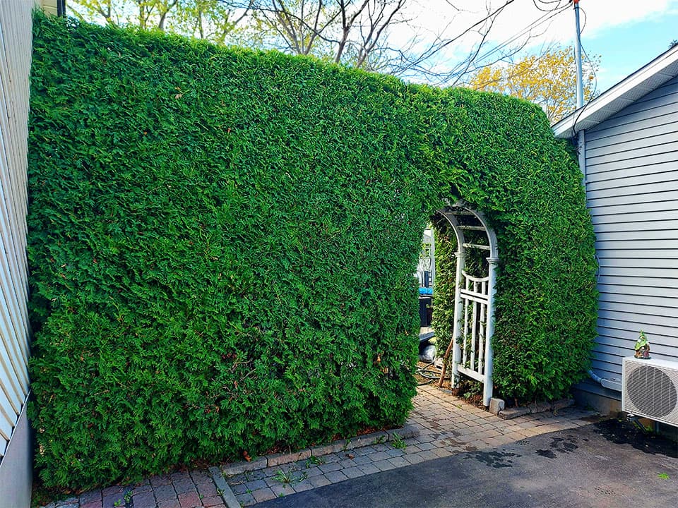 Artisan Taille Nature - Taille de haie Boucherville — Boucherville
