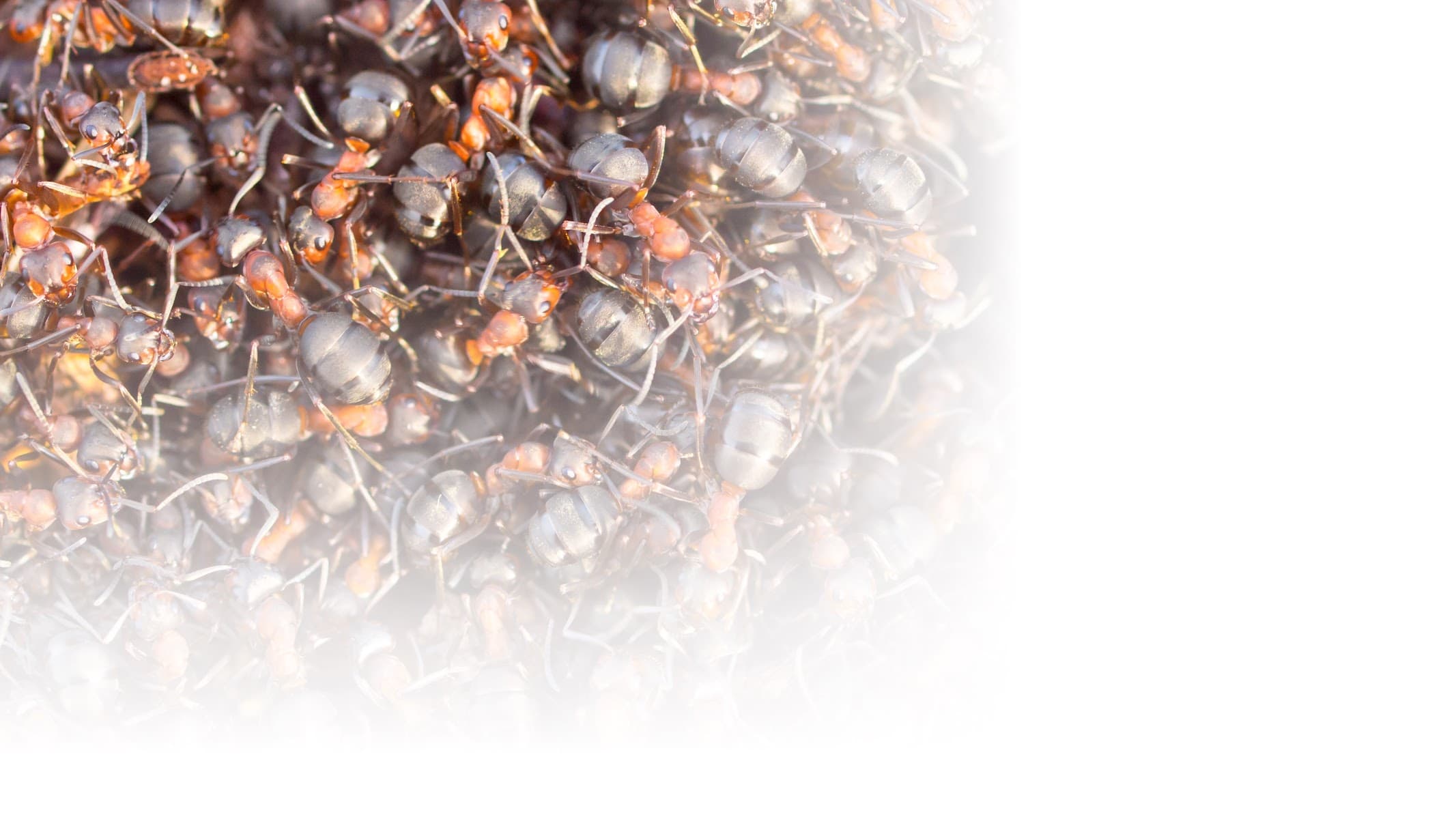 MW Extermination Acton Vale - Exterminateur spécialisé fourmis et souris — Saint-Hyacinthe