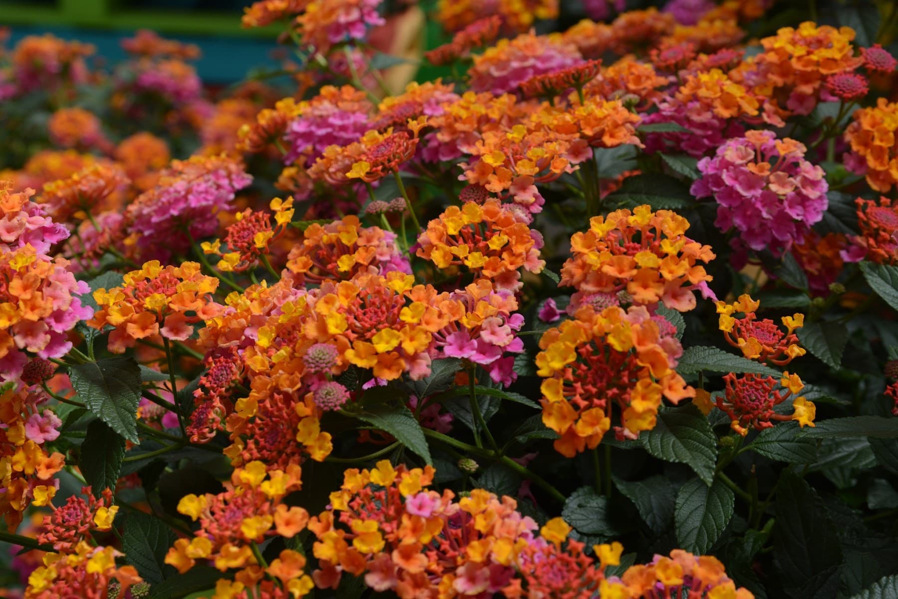 Les fleurs de l'île — Île d'Orléans