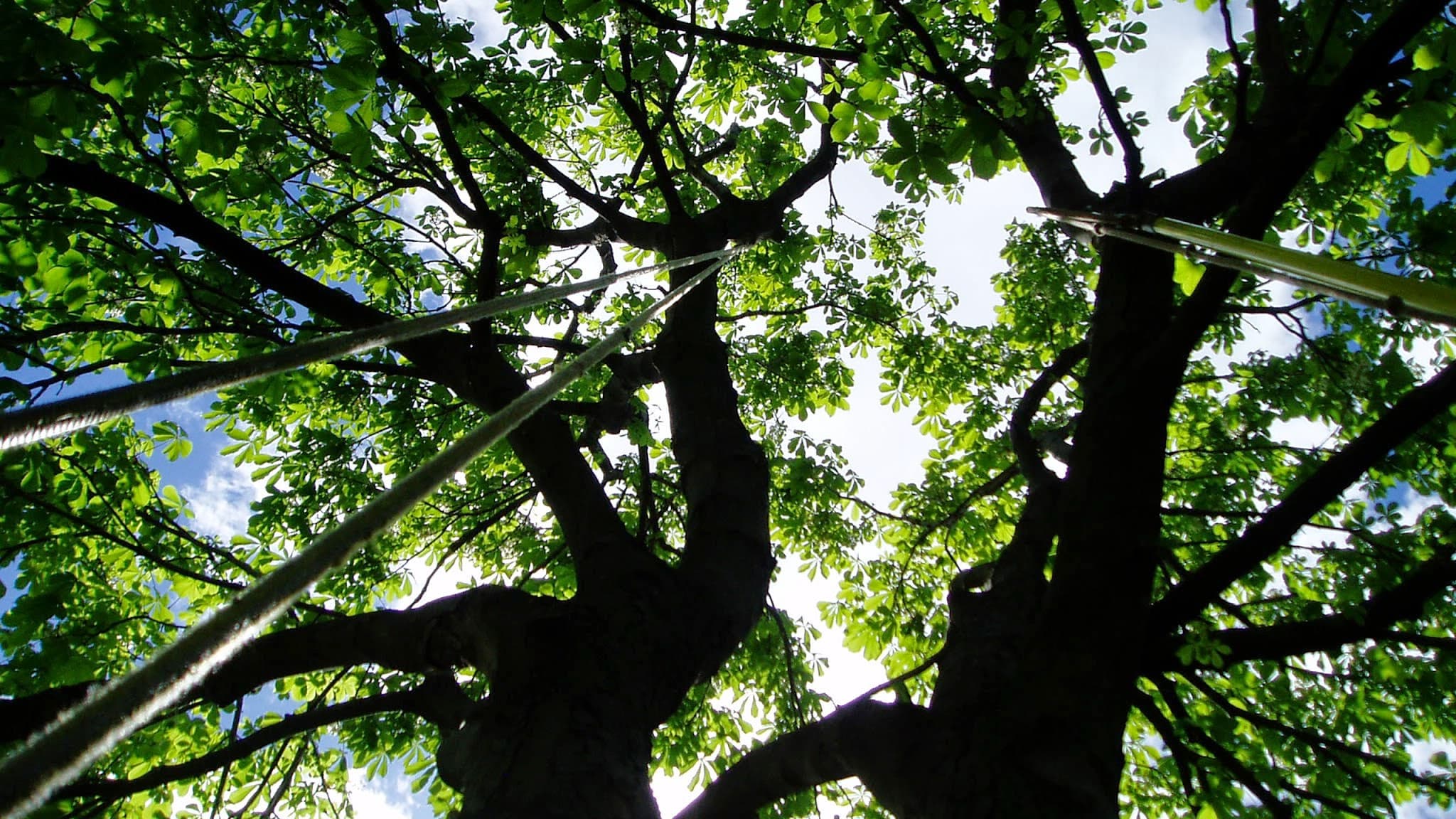 Arbres Experts Plus Inc — Longueuil