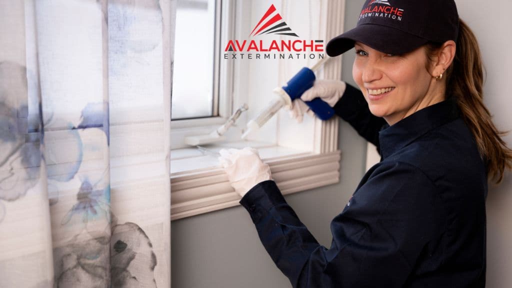 Avalanche Extermination Sainte-Julie — Boucherville