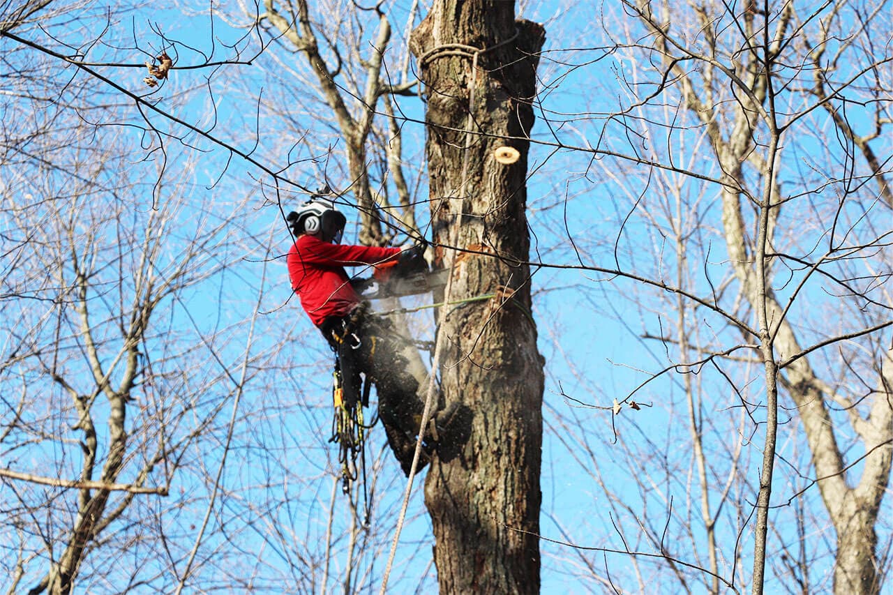 The Montreal Arborist — Longueuil
