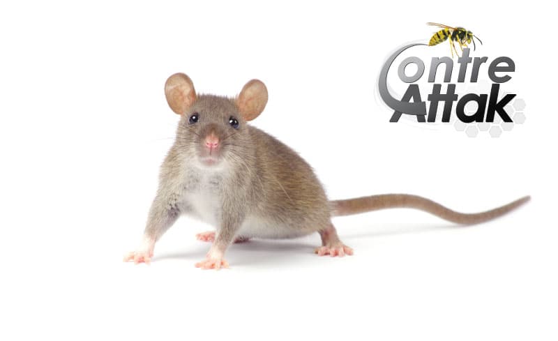 Contre-Attak Extermination Saint-Jérôme — Saint-Jérôme