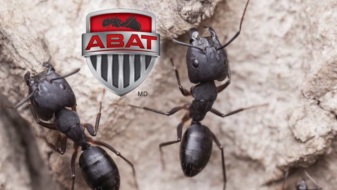 Abat Extermination Drummondville — Drummondville