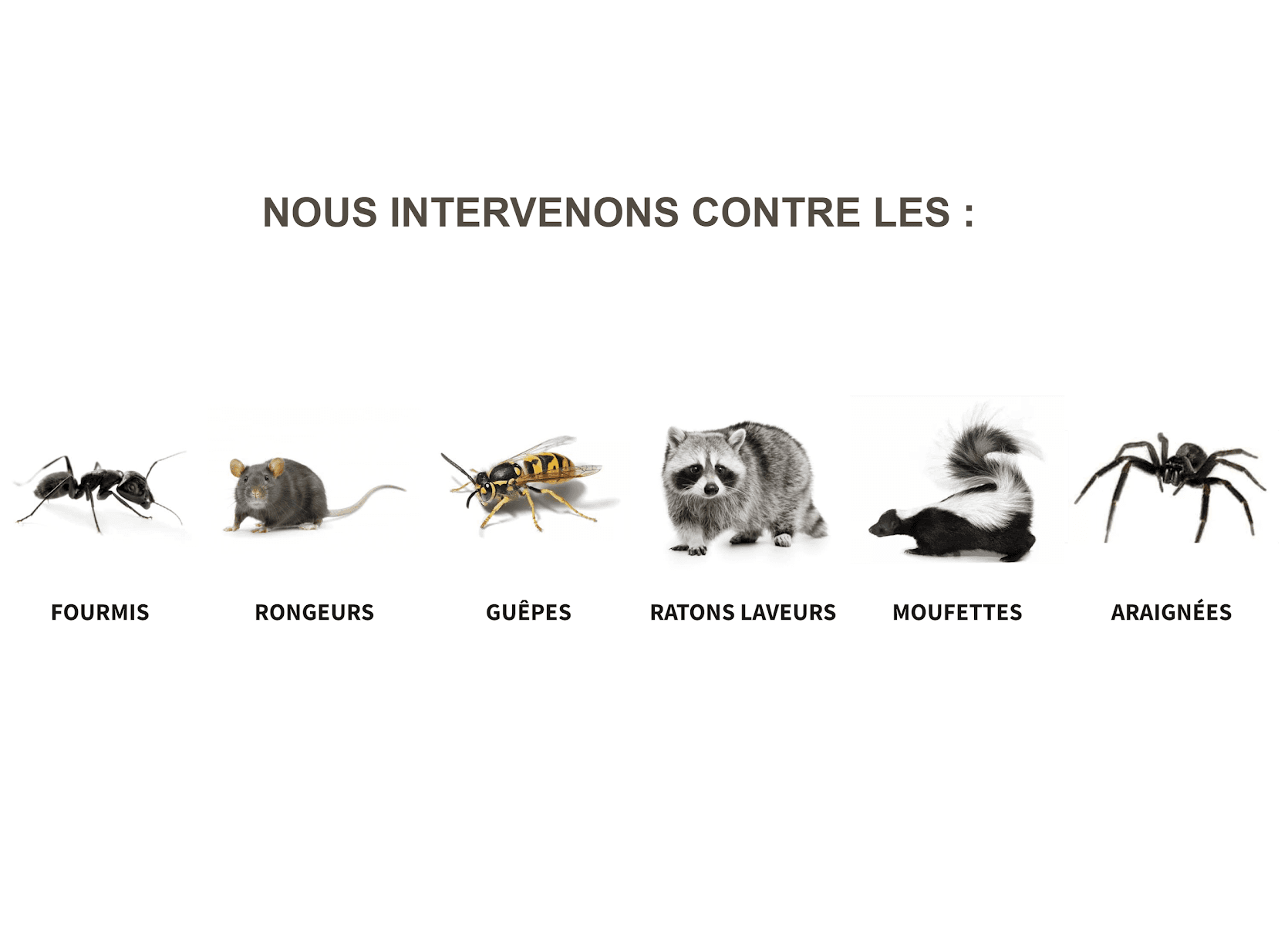Extermination Pro Laurentides - Exterminateur Laurentides — Saint-Jérôme