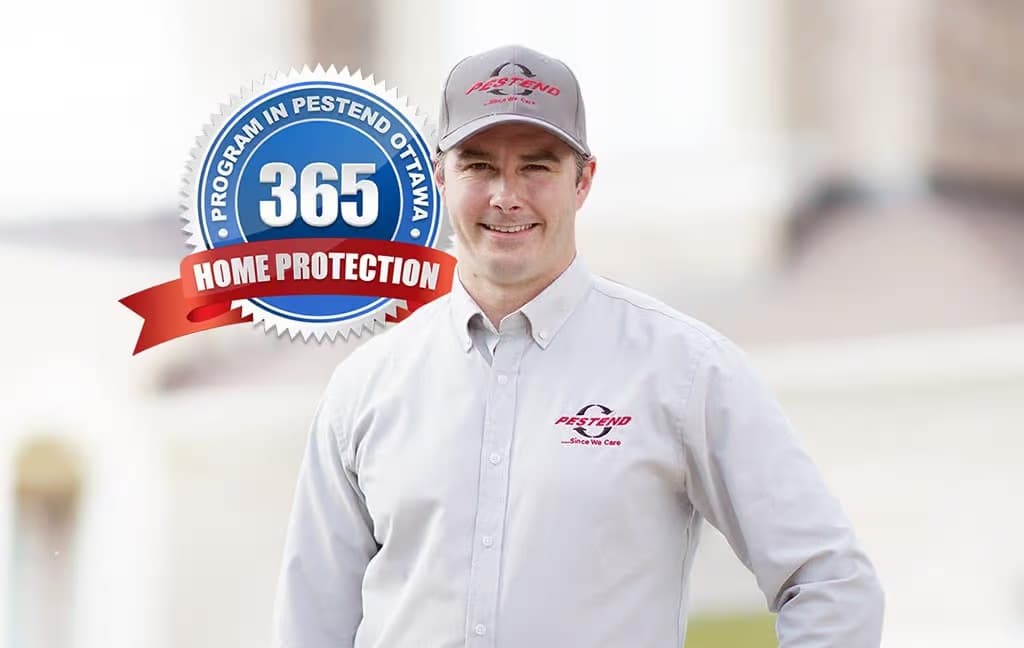 Pestend Pest Control Ottawa — Gatineau