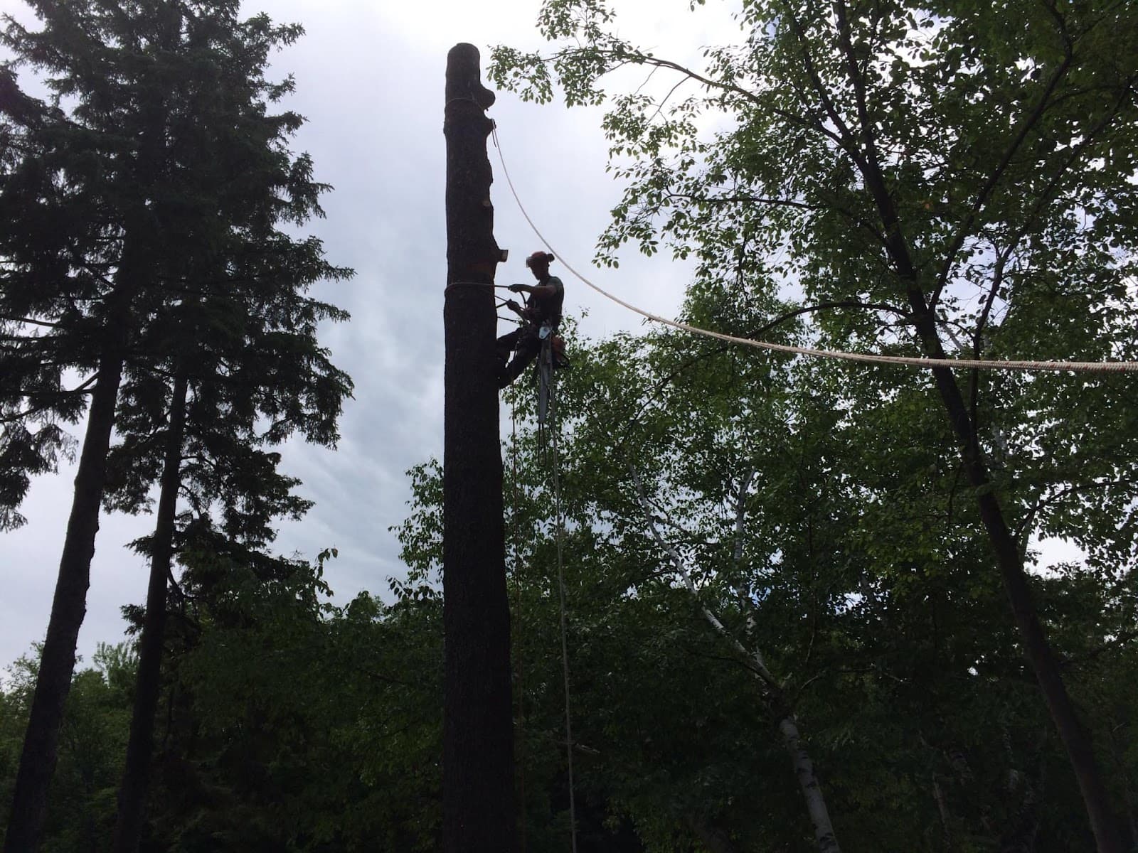 Allen arboriculture — Beauce