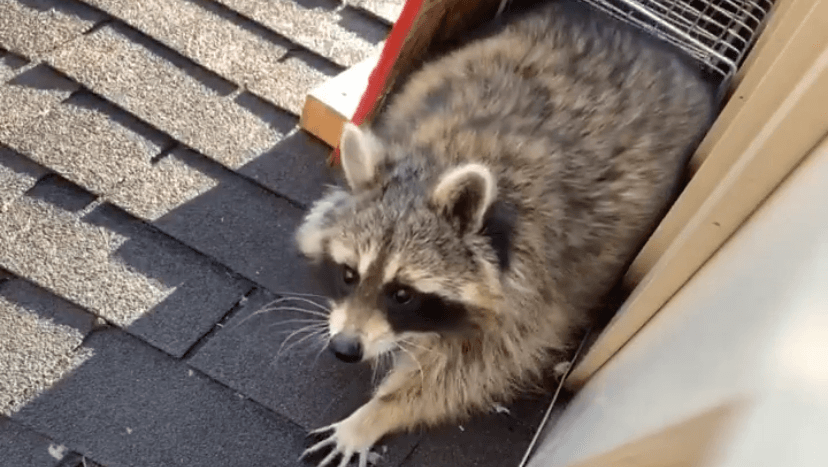 Nova Extermination - Exterminateur Rive-Sud — Boucherville