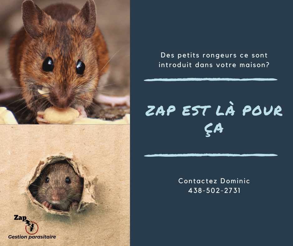 Extermination Zap Gestion Parasitaire — Saint-Jean-sur-Richelieu
