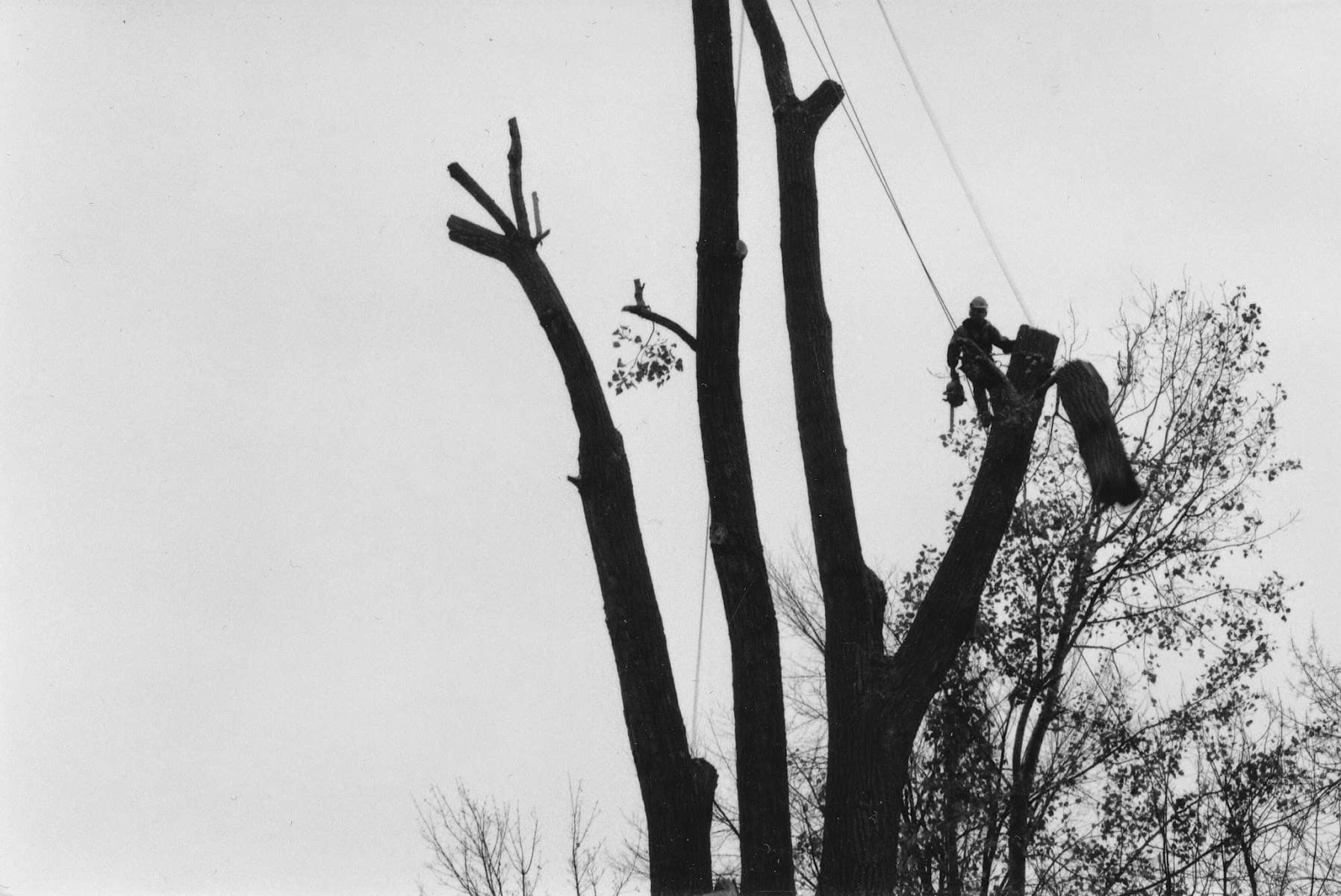 Emondage D-BO-Arbres — Laval