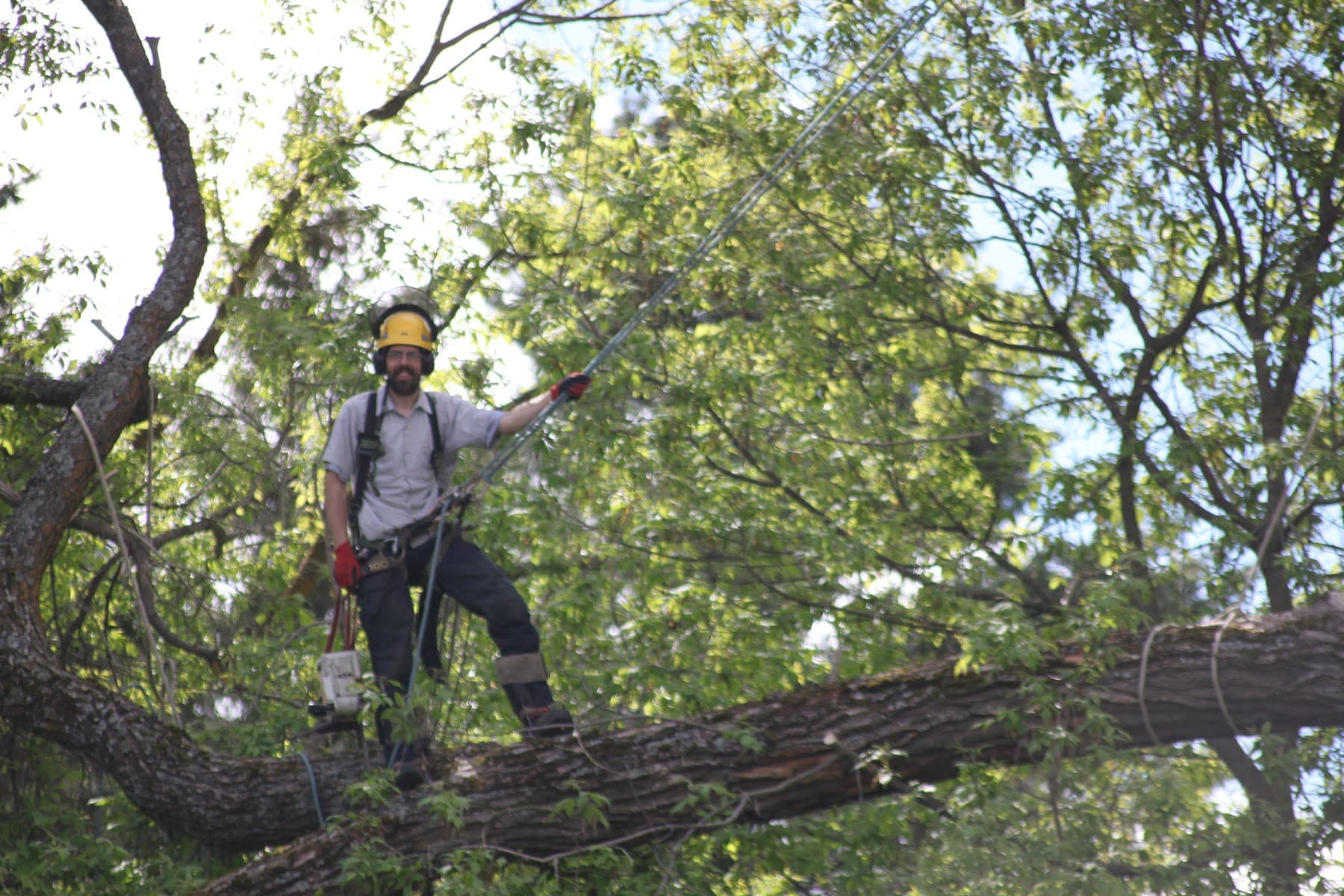 Coop de l'arbre — arboriculteur dans Charlevoix