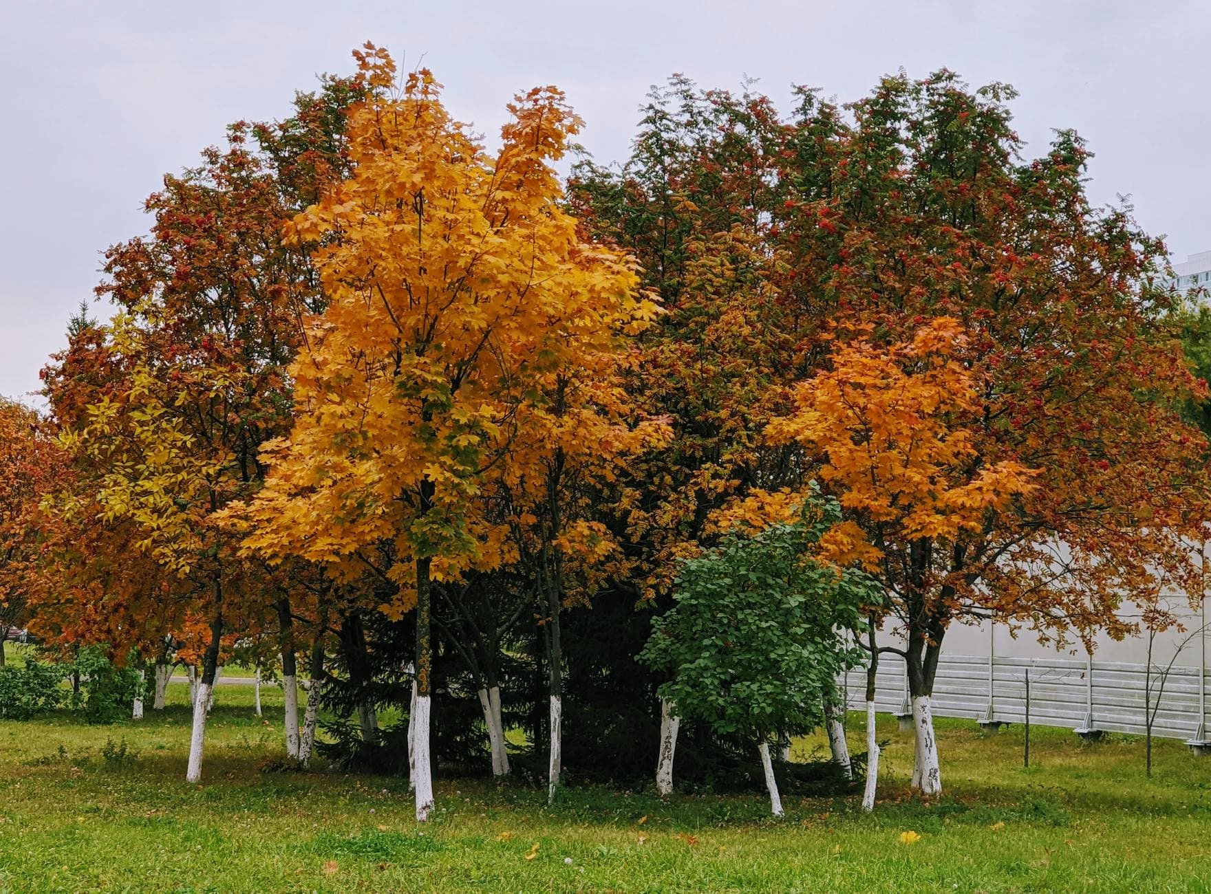 Lutte ciblée contre l’agrile du frêne