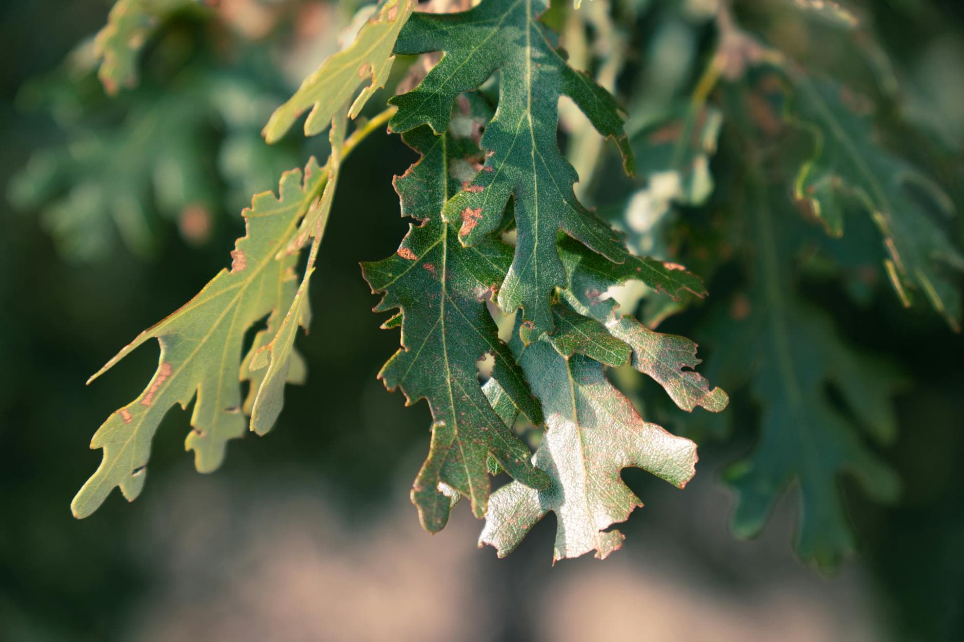 Diagnostic d’arbre avant vente