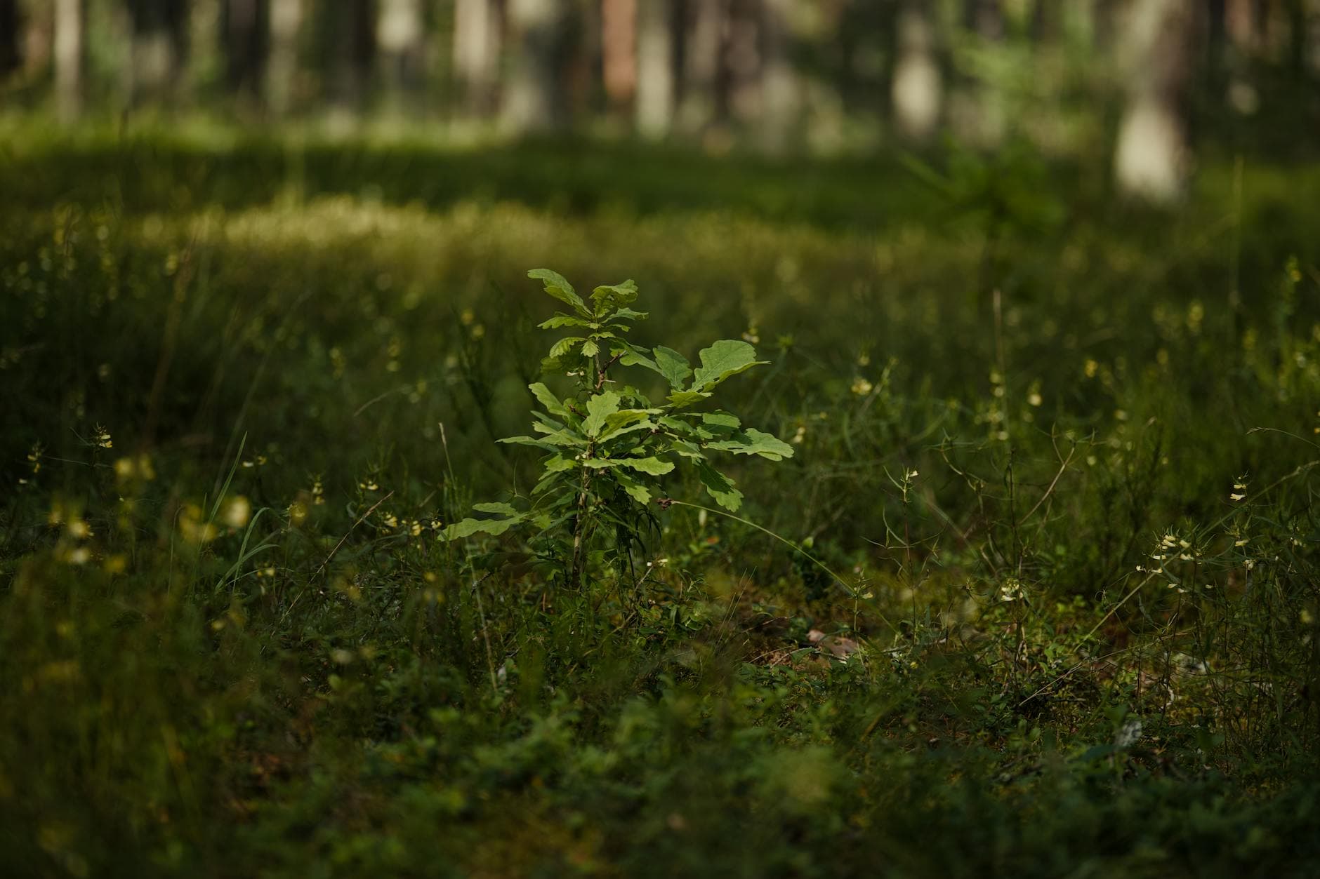 Plantation d'arbres indigènes résilients