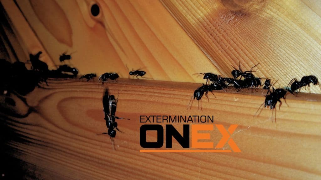 Exterminateur Bromont Onex — Bromont