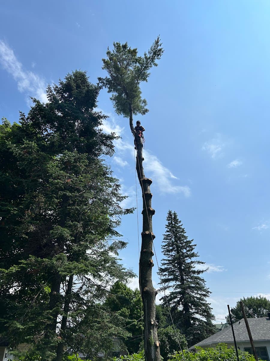 Arboriculture Noah — Couronne de Québec