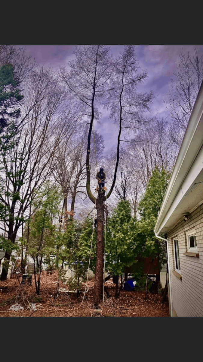 Greenleaf Tree Service — Montérégie