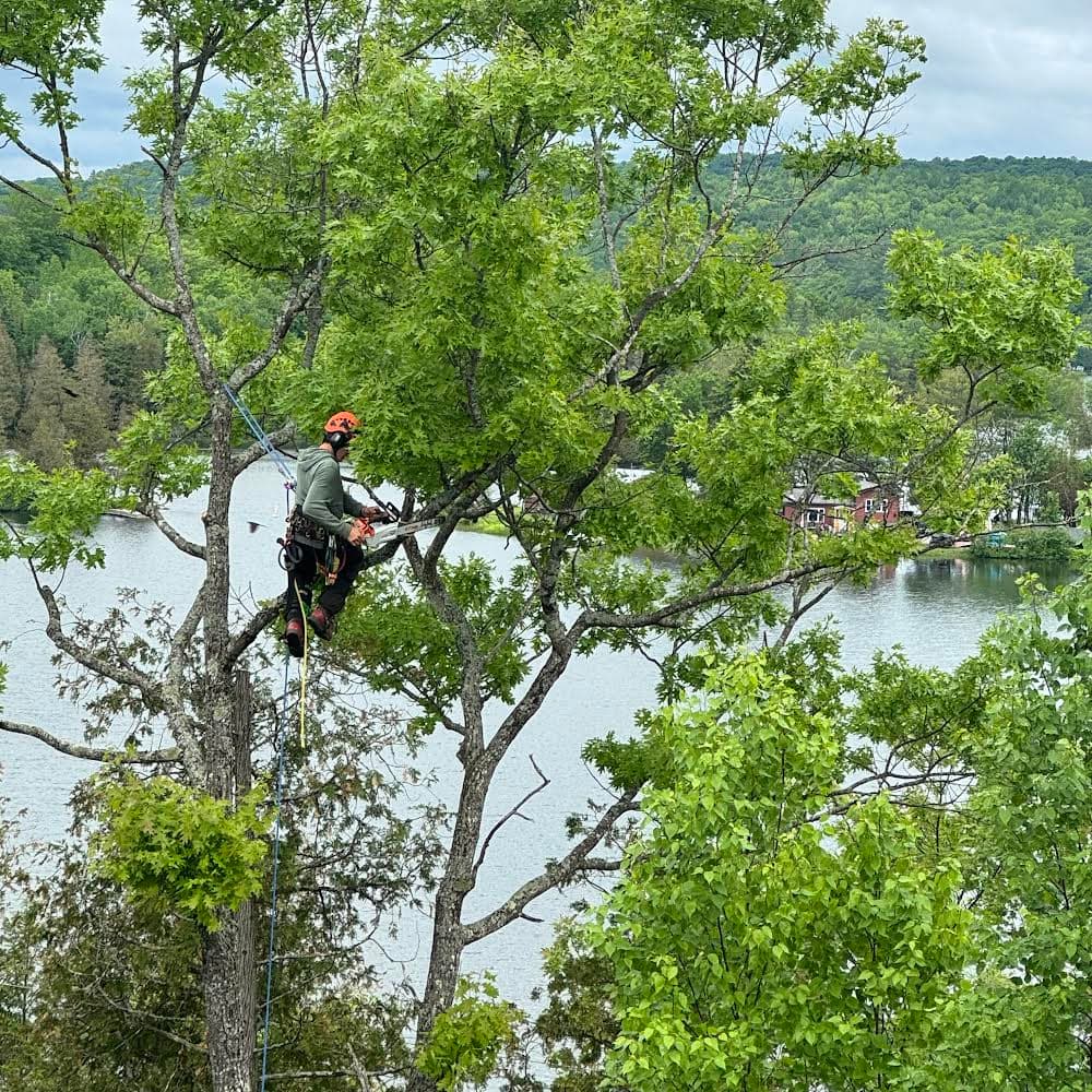 Arboriste L&R Tree Service — Outaouais