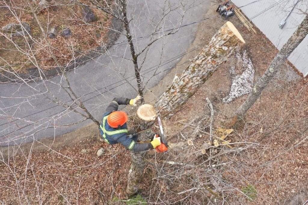 Arboriculture Pagé — arboriculteur dans Portneuf