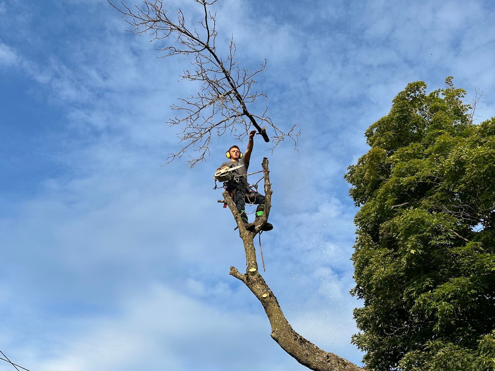 Émondage tarzan à l'île .Inc — arboriculteur sur l'Île d'Orléans