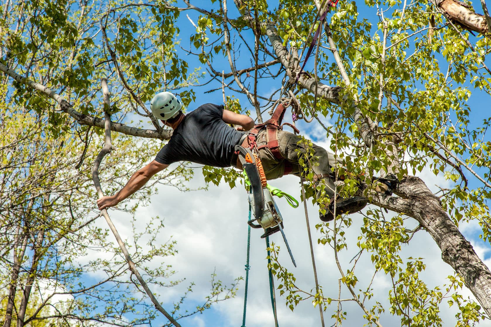 ADP abattage d'arbres - Emondage, Abattage, Elagage - Salaberry-de-Valleyfield — Salaberry-de-Valleyfield