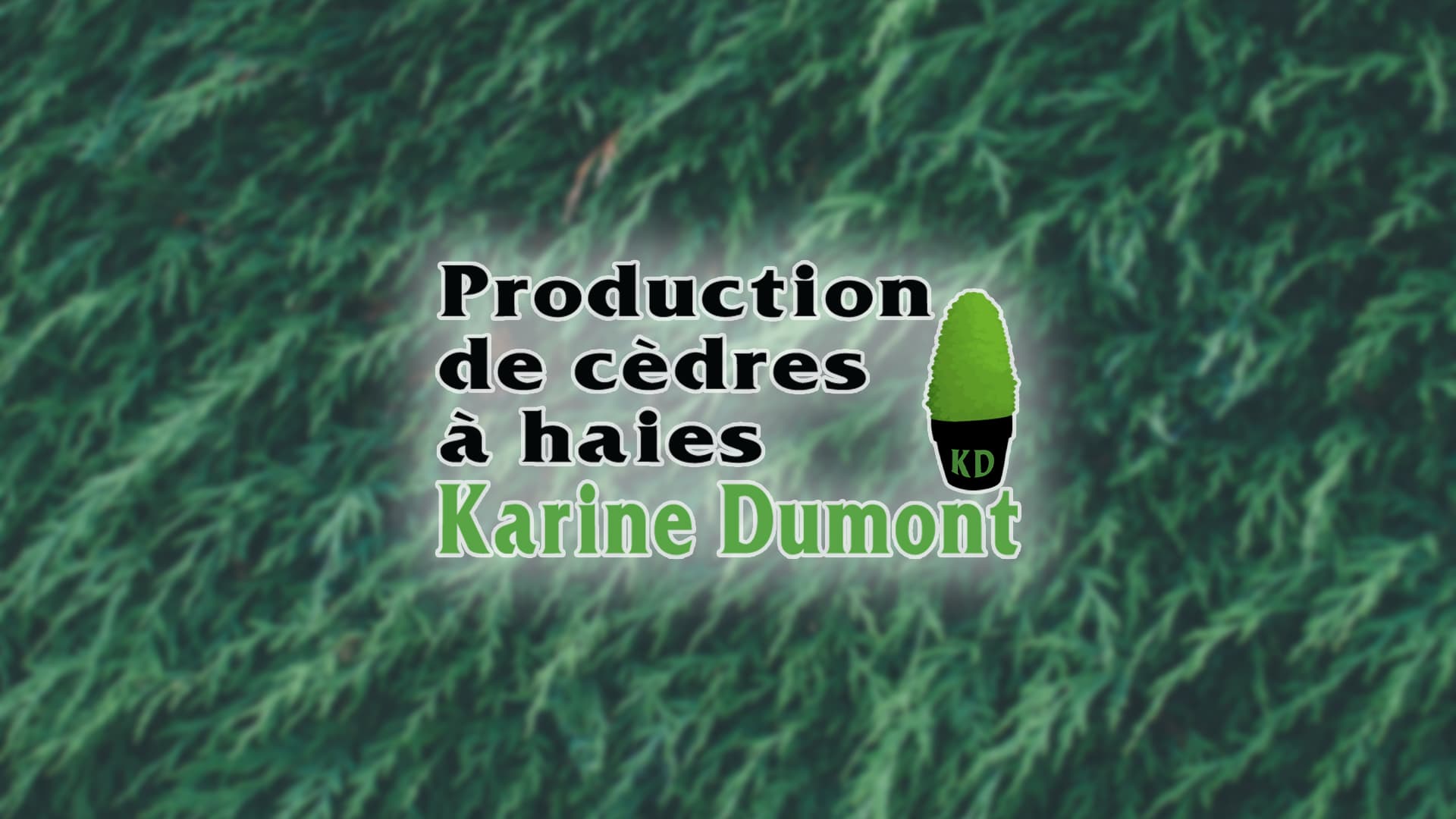 Cèdre à Haie Karine Dumont — Bas-Saint-Laurent