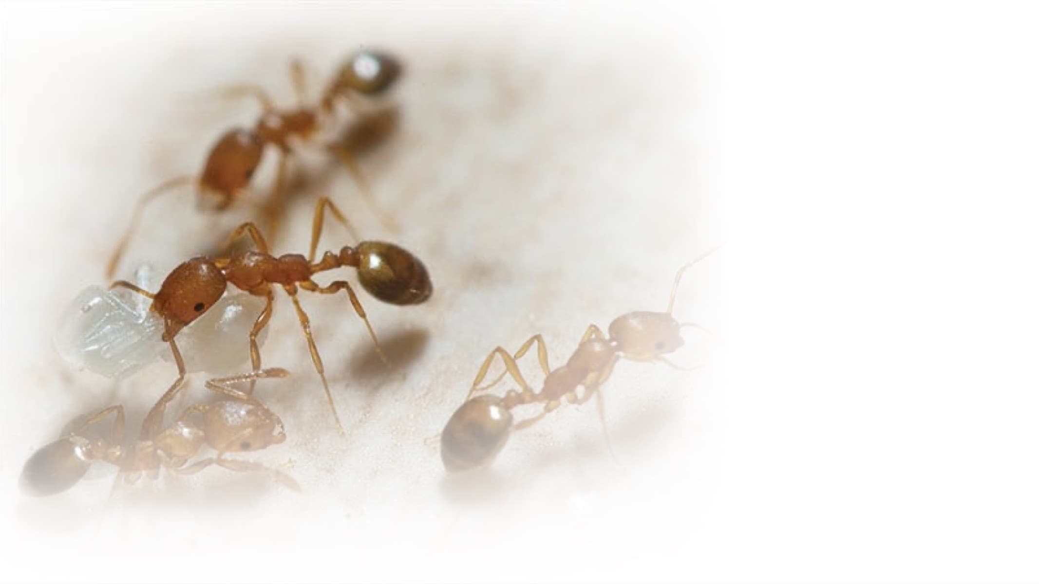 MW Extermination Cowansville - Exterminateur spécialisé fourmis et souris — Cantons-de-l'Est