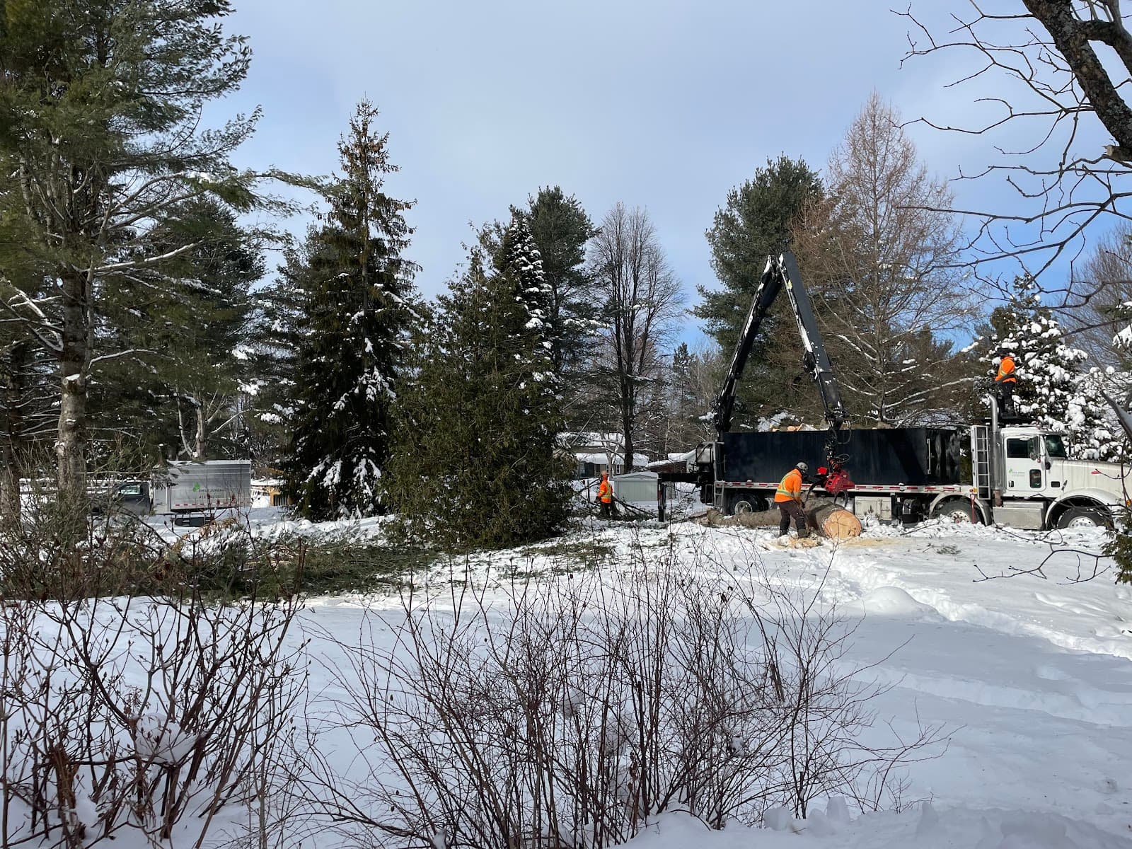 Emile Juneau Arboriculture - Coupe d’arbres avec grue — Couronne de Québec