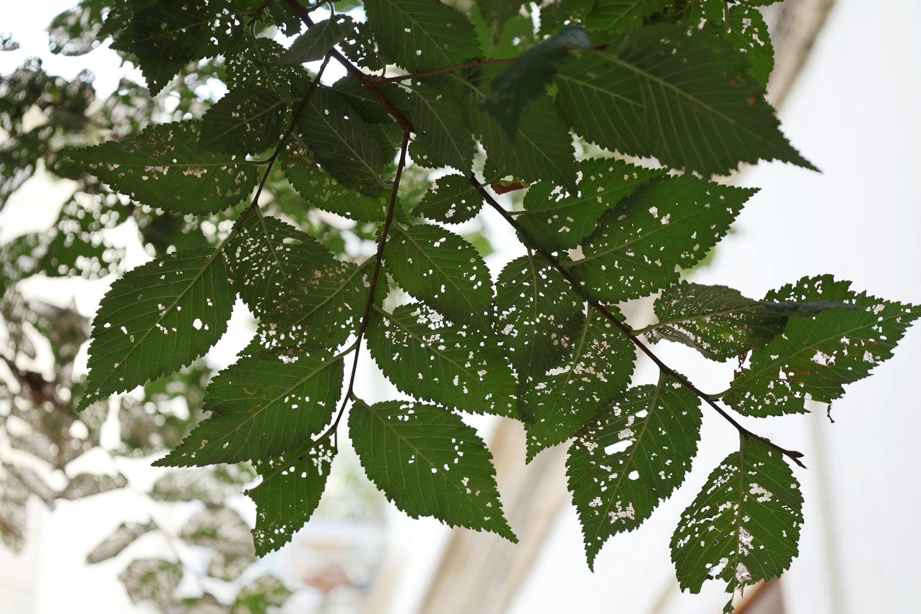 Diagnostic phytosanitaire