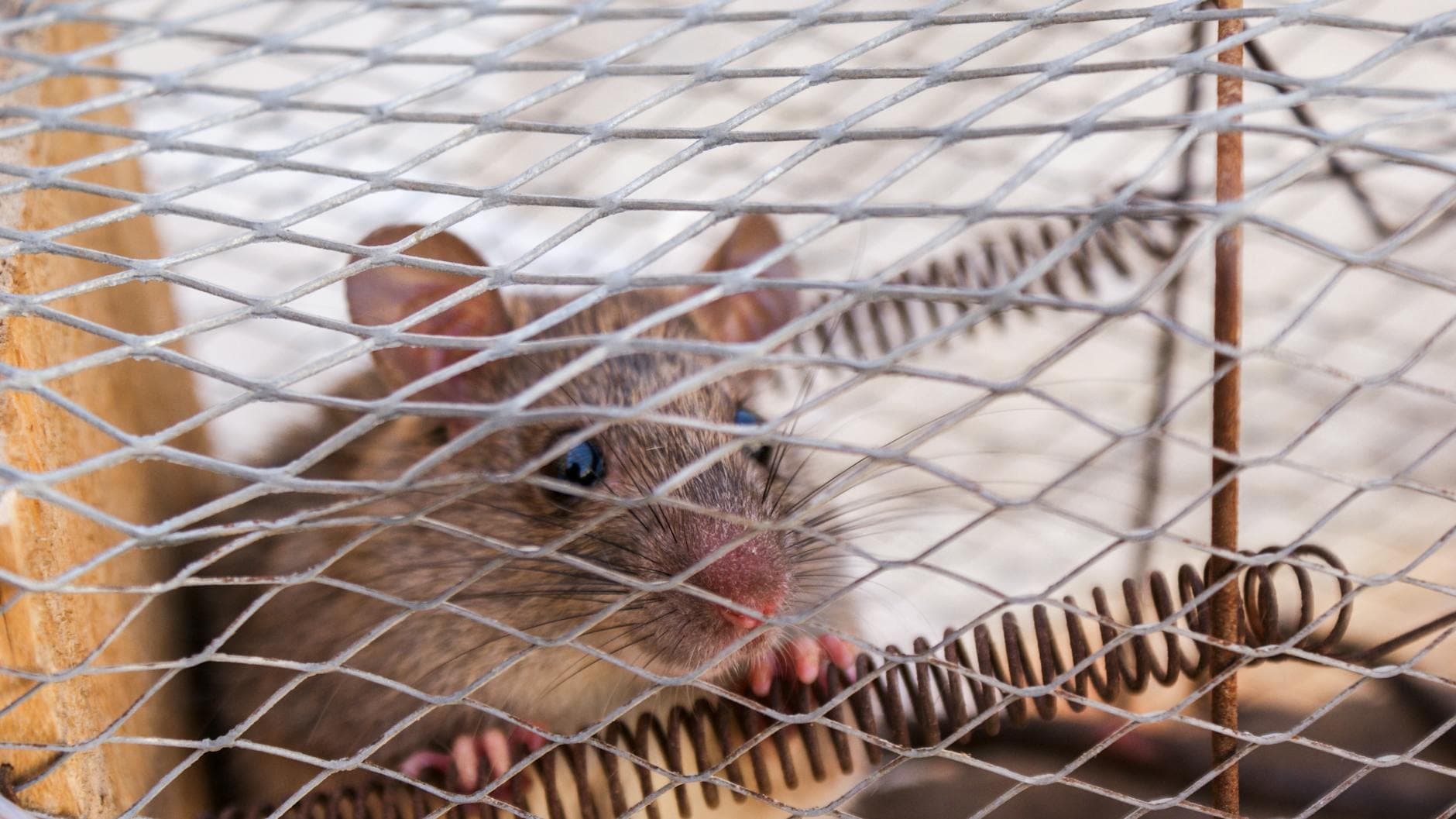 Extermination de souris et rats