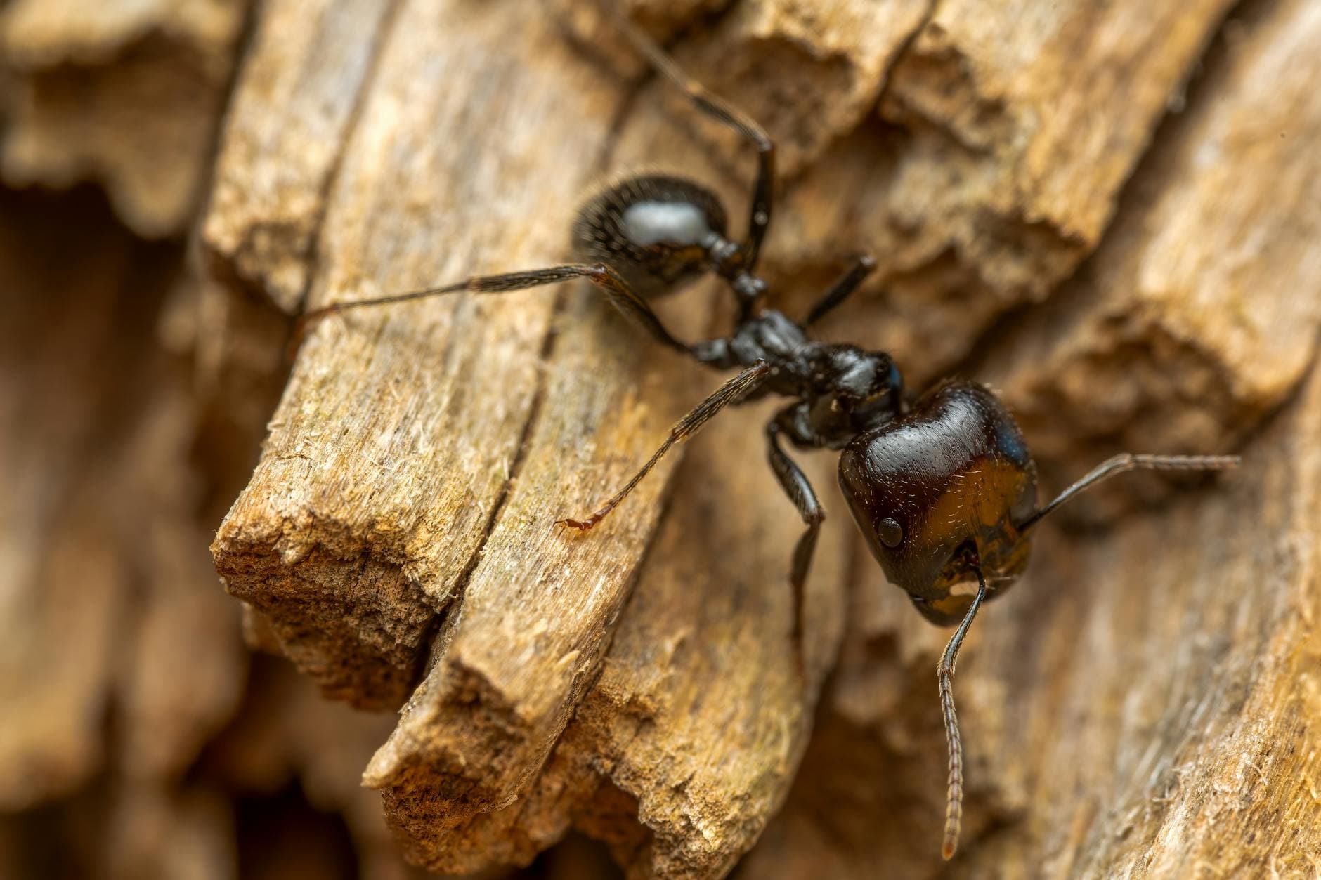 Extermination de fourmis charpentières