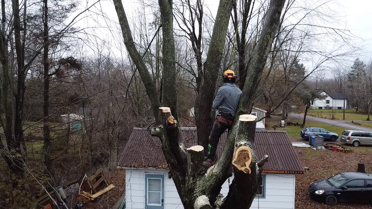 911 Abattage - Élagueur, Émondeur, Abattage d'arbres — Arboriculteur à Salaberry-de-Valleyfield
