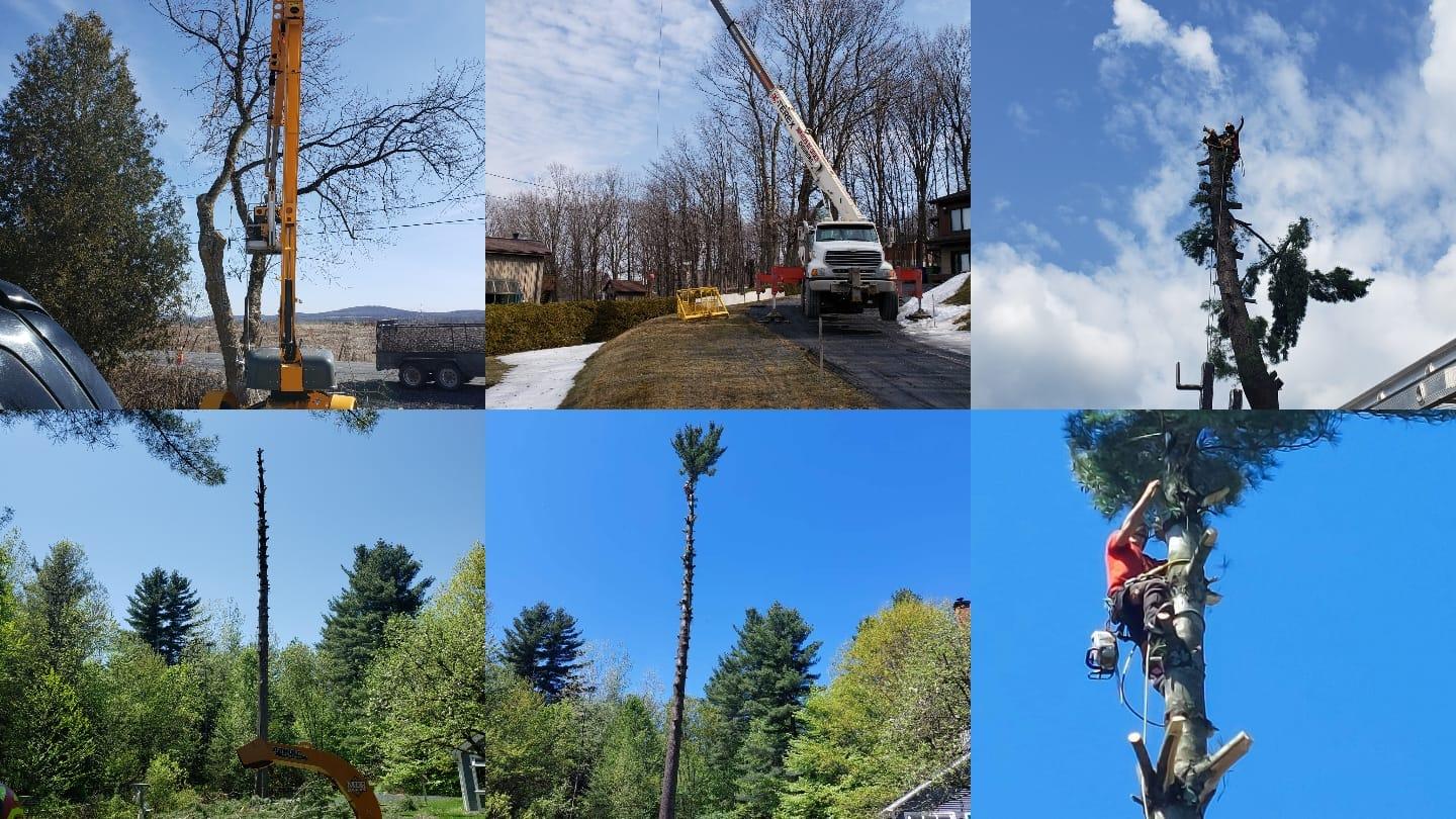 Élagage Unique - Cowansville — Arboriculteur à Cowansville